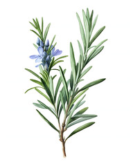 Obraz premium Watercolor rosemary isolated on white background