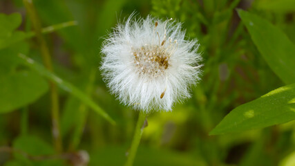 Wełnianka  - Eriophorum – roślina niedaleko leśnej ścieżki. Bliskie ujęcie © Aleksander