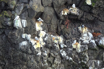 Volcanic landscape with birds in west Iceland