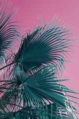 Fototapeta na wymiar blue green palm leaves and pink sky relaxing summer on the beach botanical close-up leaf texture background