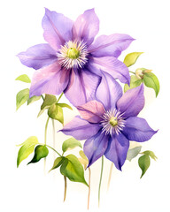 Fototapeta na wymiar Watercolor Clematis flowers isolated on white background