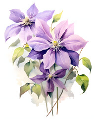 Fototapeta premium Watercolor Clematis flowers isolated on white background