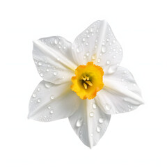 White narcissus isolated on white
