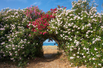Fototapeta na wymiar tunnel of flowers leading towards the beach, sardinia, italy