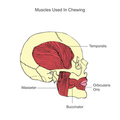 Human anatomy. The jaw muscular system on the human skull.Muscles used in chewing. chewing muscles.