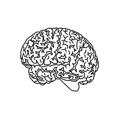  Vector  illustration of human brain on white background
