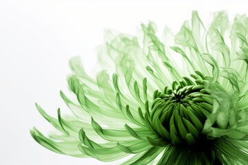Naklejka na ściany i meble Abstract green flower blooming against a white background, Generative ai