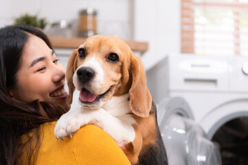 Beagle dog staring at the camera in the owner's arms while the mother was putting clothes into the washing machine
