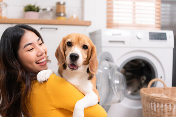 Beagle dog staring at the camera in the owner's arms while the mother was putting clothes into the washing machine