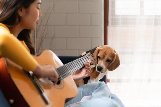 On a weekend, A young Asian woman and her beagle puppy are playing the guitar and singing cheerfully together in the living room of a house.