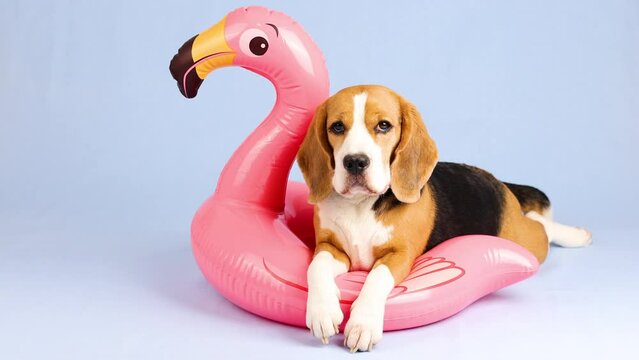 Cute beagle dog is lying on an inflatable pink flamingo. Preparing for a vacation at sea. A beach toy.