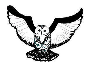 Cartoon silhouette of an owl. A symbol of wisdom and tranquility. Isolated black and white image of a flying wild bird with stretched up wings. Stylized monochrome line contour of an animal for tattoo