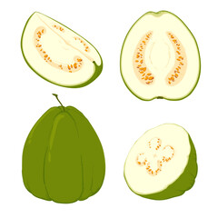 Guava, vector illustration of tropical green fruits, whole and in parts. The flesh is white, the skin is green. A clipart highlighted on a white background.