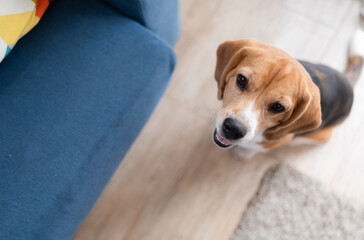 Beagle dogs are intelligent, lively, fun and do not stand still. There is overflowing cuteness....
