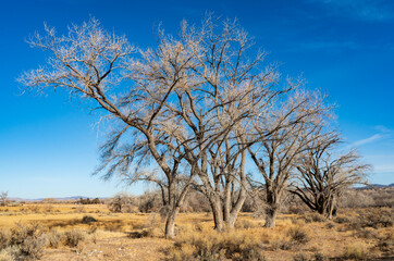 Trees at Aztec Ruins National Monument