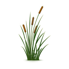 Realistic reed, sedge and grass. Isolated 3d vector tall, robust plant that grows in wetlands and along bodies of water, with narrow, cylindrical stems, distinctive seed heads and elongated leaves - obrazy, fototapety, plakaty