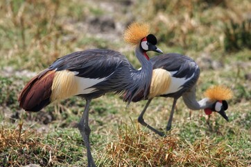 grey crowned crane