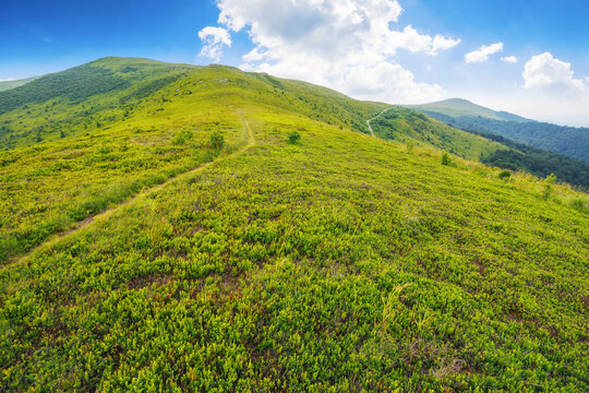 hiking path through the green hill. mountain landscape in summer. countryside tourism in ukraine