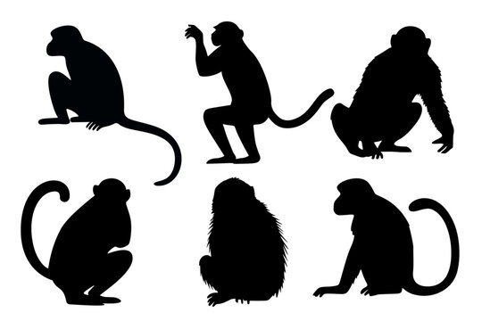 Monkey black silhouettes vector set. Animals primate in different poses