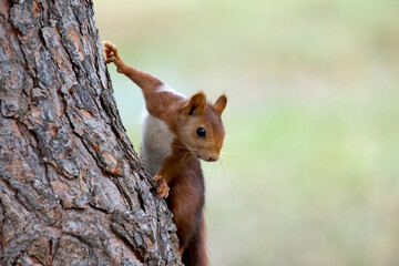 Squirrel on a pine tree in a park in Spain