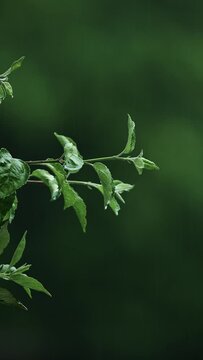 Green leaves background. Rain falling down on a tree. Rainy day in the forest, vertical video. Water drop drips on beautiful leaf. Nature video