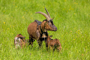Ziege mit Jungen - säugen - Allgäu