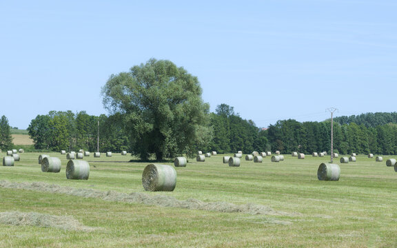 paysage agricole avec balles de foins ronde et arbustes