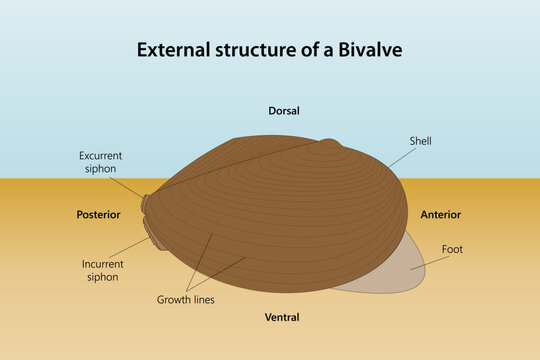 External structure of a Bivalve