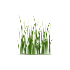 Realistic reed, sedge and grass grow in wetlands and marshes. Isolated 3d vector slender plants with unique structure well-suited to survive in moist environments