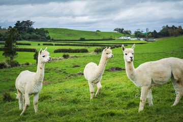 Portrait of cute friendly white alpacas looking in the camera in a green field on a cloudy day. Alpaca farm, New Zealand