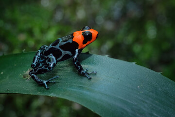 Poison Ranitomeya Benedicta Shucushuyacu closeup on green leaves, Ranitomeya benedicta