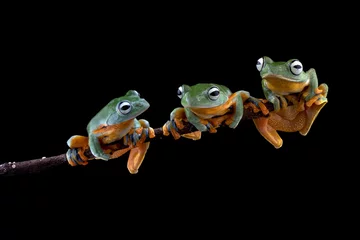 Foto auf Acrylglas Tree frog on branch, Gliding frog (Rhacophorus reinwardtii) sitting on branch, Javan tree frog on green leaf, Indonesian tree frog © kuritafsheen