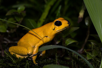 Phyllobates terribilis "golden poison frog" closeup on grass, Golden poison dart frog closeup