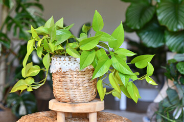 Tropical 'Epipremnum Aureum Lemon Lime' houseplant with neon green leaves in basket flower pot on table in living room