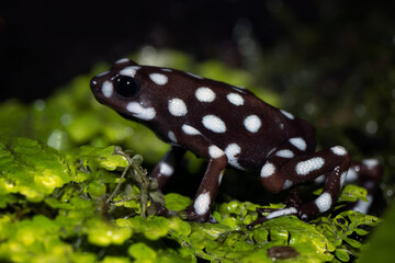 Maranon poison frog (Exidobates mysteriosus) closeup on moss, Exidobates mysteriosus closeup