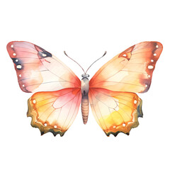 watercolor butterfly isolated on white background