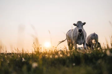 Foto op Aluminium Beautiful sunset on a pasture or a meadow, where cows and calves graze on a green grass. Cow grazing on a pasture during a sunset. Countryside pasture with green grass and flowers, cattle grazing. © Ondra