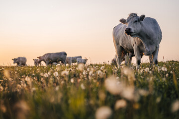 Beautiful sunset on a pasture or a meadow, where cows and calves graze on a green grass. Cow grazing on a pasture during a sunset. Countryside pasture with green grass and flowers, cattle grazing. - obrazy, fototapety, plakaty