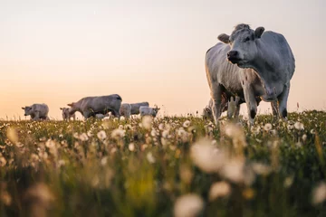 Foto op Canvas Beautiful sunset on a pasture or a meadow, where cows and calves graze on a green grass. Cow grazing on a pasture during a sunset. Countryside pasture with green grass and flowers, cattle grazing. © Ondra