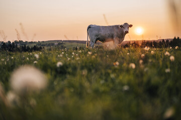 Beautiful sunset on a pasture or a meadow, where cows and calves graze on a green grass. Cow...