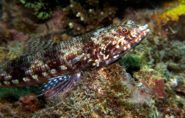 Fototapeta na wymiar A Sand Lizardfish resting on a rock Boracay Island Philippines