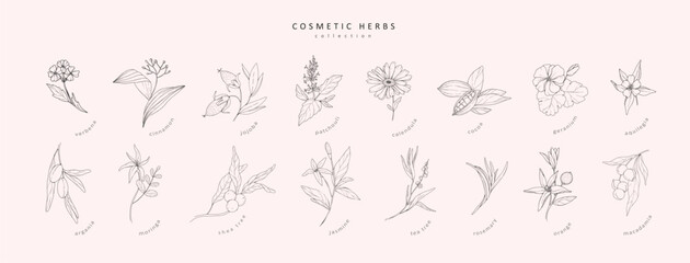 Fototapeta na wymiar Vector hand drawn cosmetic herbs set. Vintage trendy botanical elements. Hand drawn line leaves branches and blooming. Vector trendy