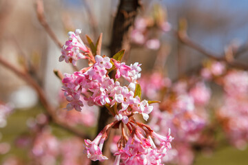 Pink flowers against the blue sky. First spring blooming flowers on the tree. Macro photo. Wallpaper. Spring season. Selective focus on photo.