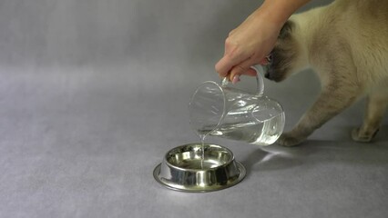 Pouring water from a jug into a metal bowl for the cat. Close-up on the hand and the approaching thai cat (old siamsee). Give your pets 24-7 access to fresh drinking water.Proper pet care.Taking care