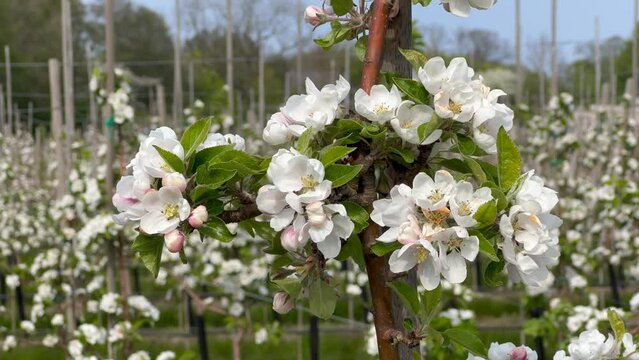 Flowering apple tree type Discovery in orchard in Kivik, Simrishamn municipality, Scania, Sweden, Scandinavia, Europe