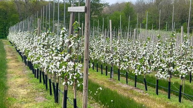 Flowering apple tree type Discovery in orchard in Kivik, Simrishamn municipality, Scania, Sweden, Scandinavia, Europe