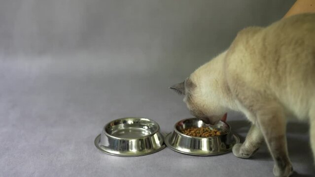 Serving a metal bowl of food to the purebred thai cat, the cat approaches and refuse to eat.A funny picky cat approaches the bowls and refuses to eat. Old siamsee cat feeding
