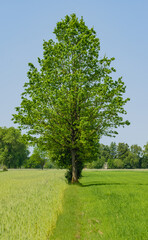 Samotne duże drzewo liściaste na zielonej trawie i tle błękitnego nieba 