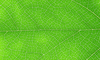 horizontal green leaf texture for pattern and background