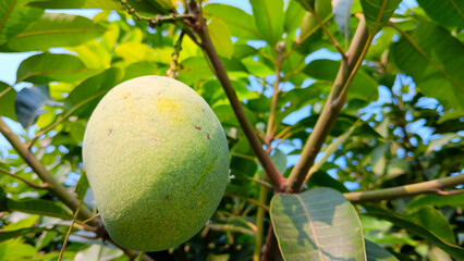 A large mango fruit still attached to a branch on a tree exposed to the sun
